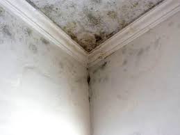 Why You Should Choose Our Mold Remediation Services in Aliquippa, PA